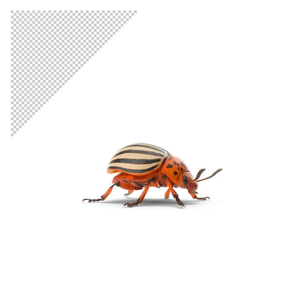 PSD potato beetle png