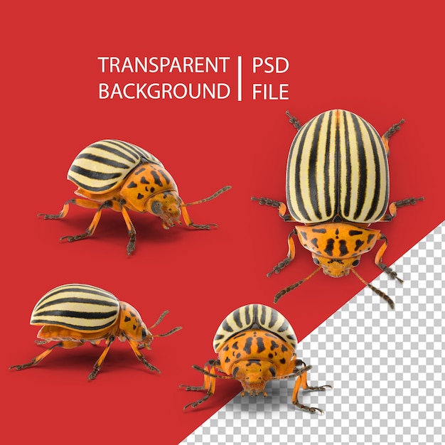 PSD potato beetle png