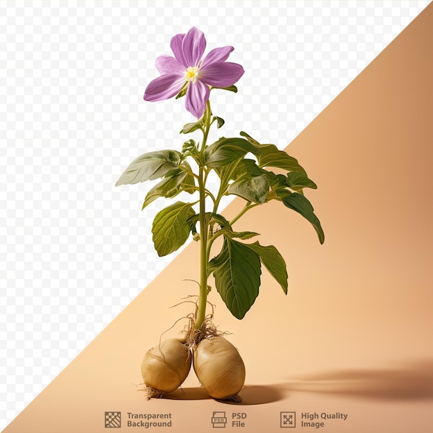 Potato plant s flower solanum tuberosum edible root