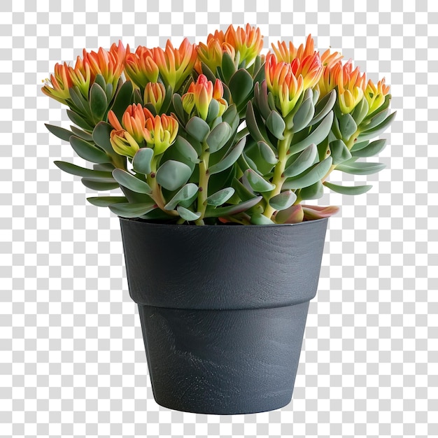 PSD potbloemplant geïsoleerd op doorzichtige achtergrond png