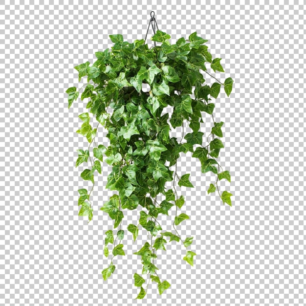 Цветок Pothos Epipremnum Aureum png