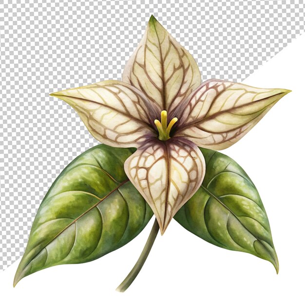 PSD pothos epipremnum aureum on transparent background