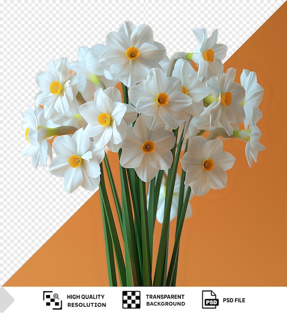 PSD potrait a bouquet of white fresh narcissus flowers with green stems