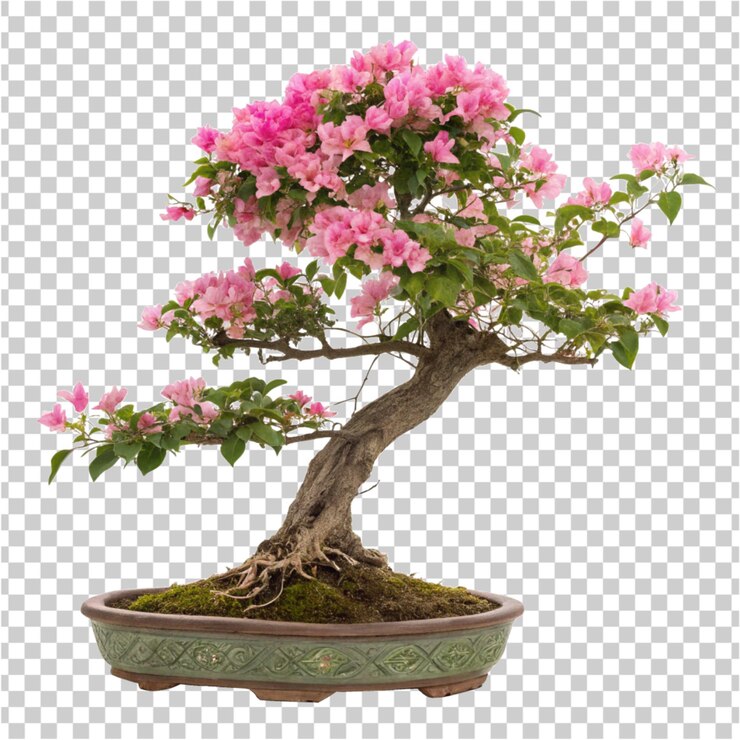 PSD a potted bonsai tree with pink flowers on it