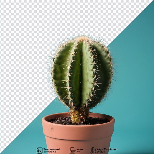 PSD pianta di cactus da giardino in vaso isolata