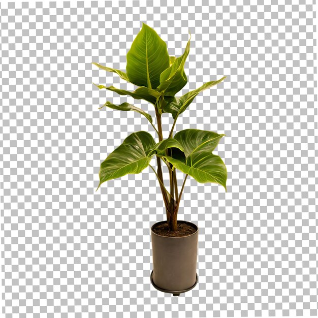 Potted Green Plant on Transparent Background