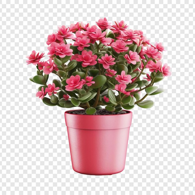 Una kalanchoe lariniata in vaso è una bella pianta decorativa nel cortile di una casa isolata su uno sfondo trasparente