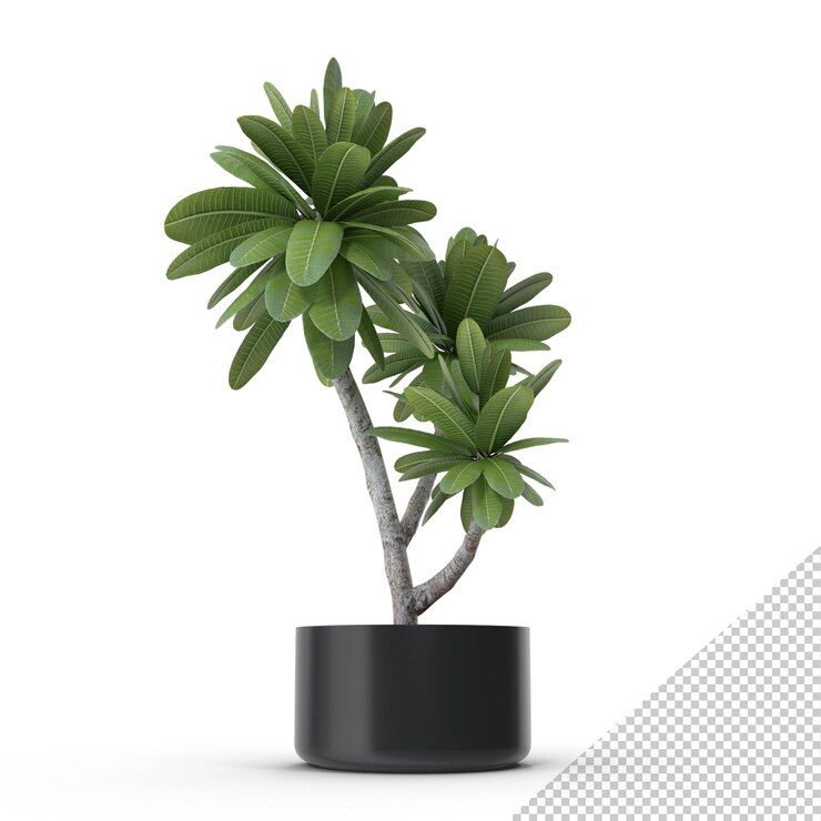 PSD potted plant png