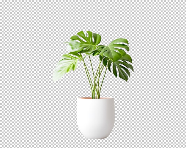 Potted plant and tropical leaves decorate on transparent background