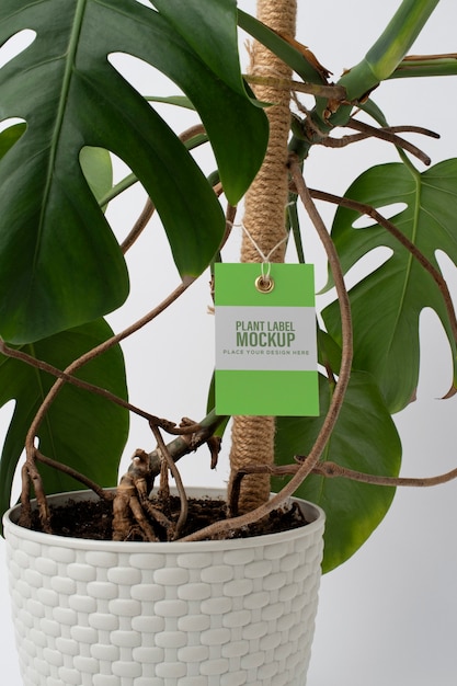 Potted plant with label