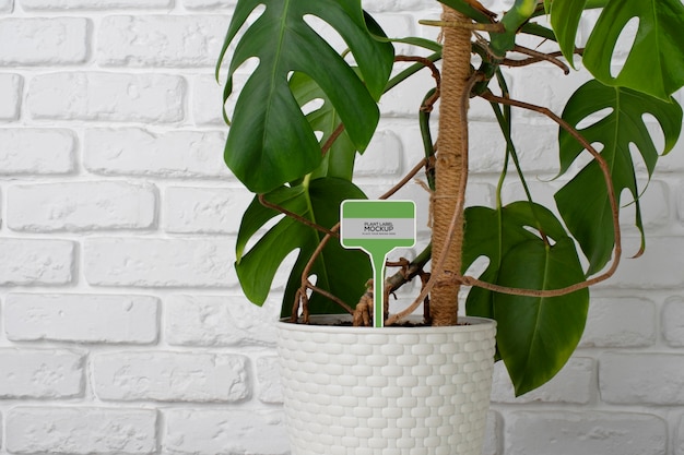 PSD potted plant with label