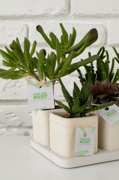 Potted plant with label