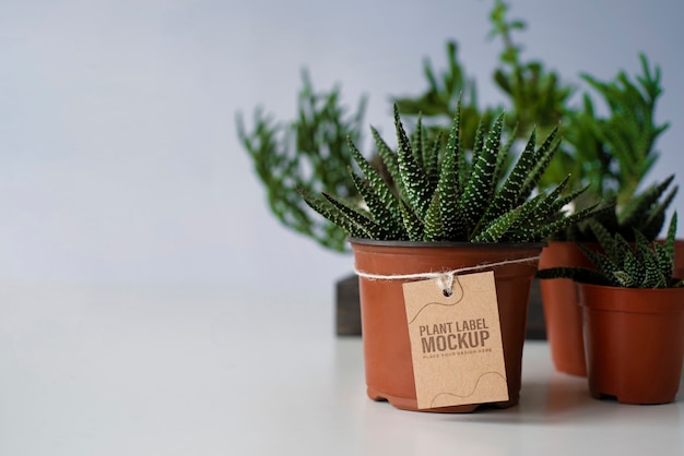 Potted plant with label