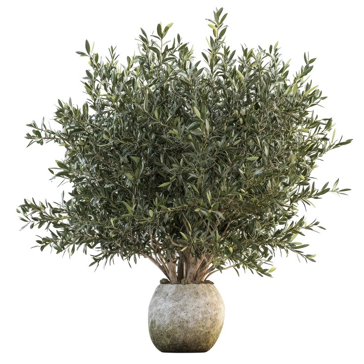 PSD a potted plant with a white background that says quot olive quot