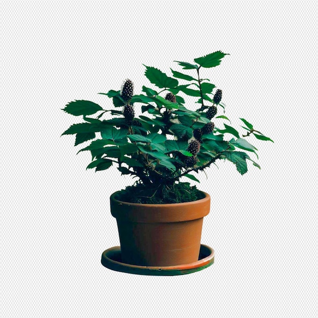 Potted plant