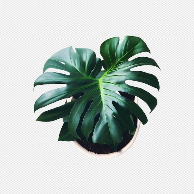 PSD potted plant