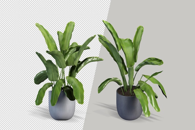 分離された3Dレンダリングで鉢植えの花