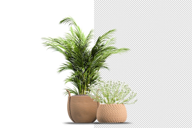 Potted plants flowers in 3d rendering isolated