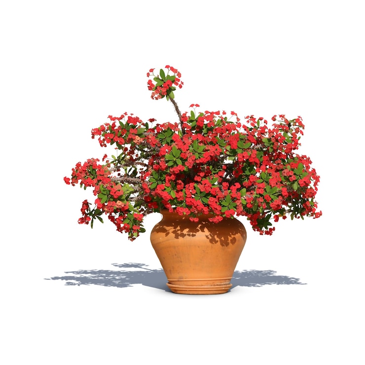 PSD potted plants and hanging flowers for indoor and outdoor decoration