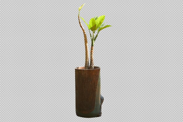 PSD potted plants