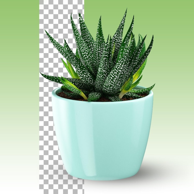 Potted small plant for home decoration concept