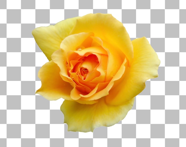 Prachtige bloeiende gele roos geïsoleerd op transparante achtergrond