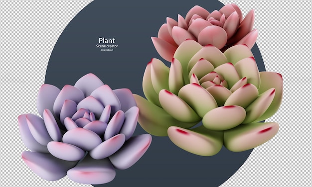 Prachtige verschillende kleuren van echeveria plant geïsoleerd uitknippad