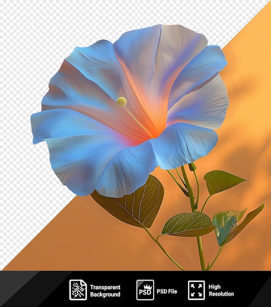 PSD premium of morning glory flower is the common name over 1 000 species of flowering plants in the family convolvulaceae whose current taxonomy and systematics are in flux png psd