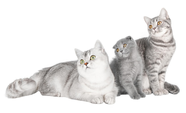 PSD красивая кошка