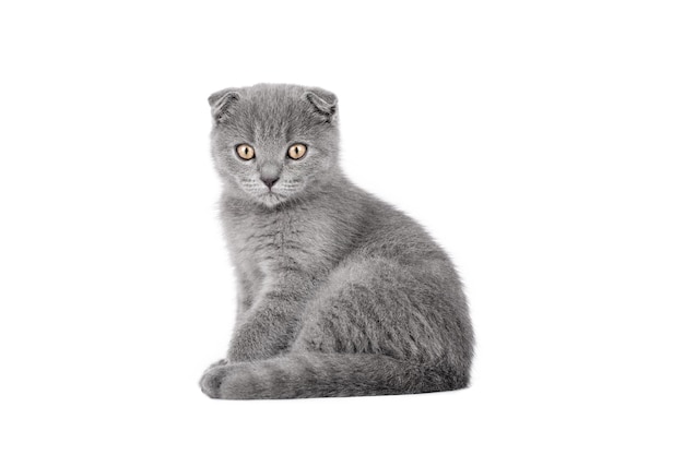 красивая кошка