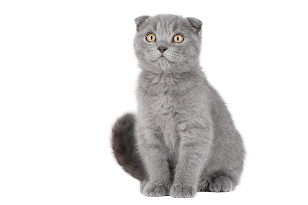 красивая кошка