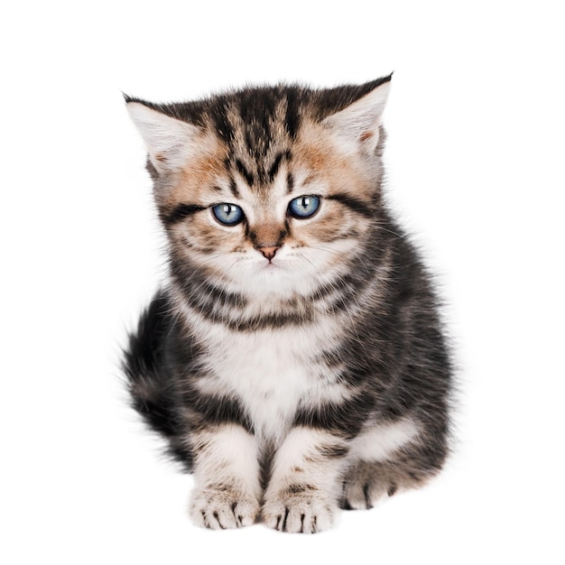 かわいい猫