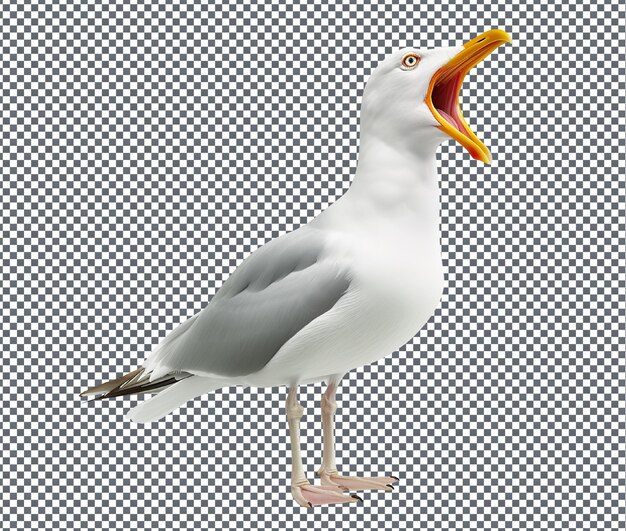 PSD pretty wild seagull isolated on transparent background