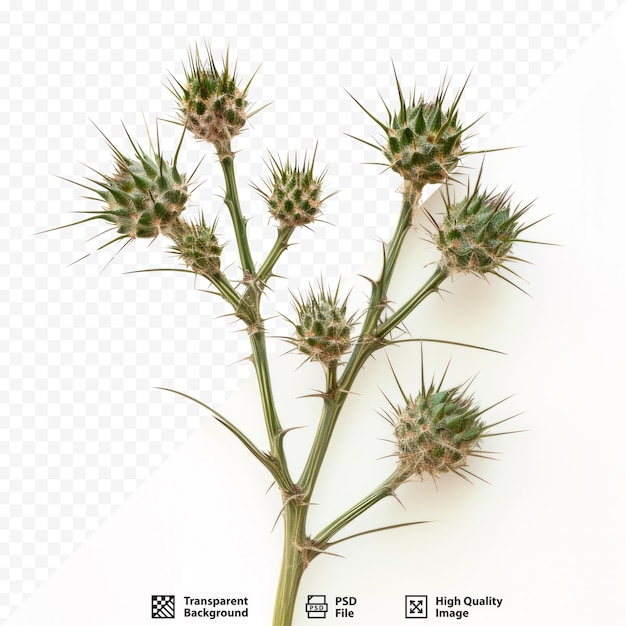 PSD prickly herbaceous plant on a white isolated background