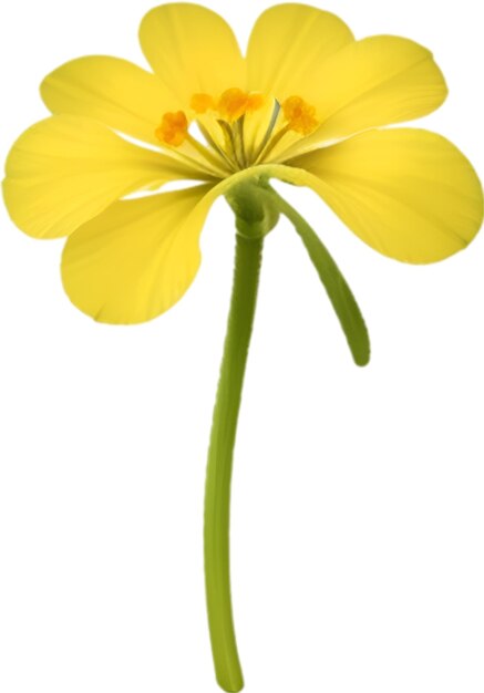 PSD primrose clipart een schattig primrose bloem icoon