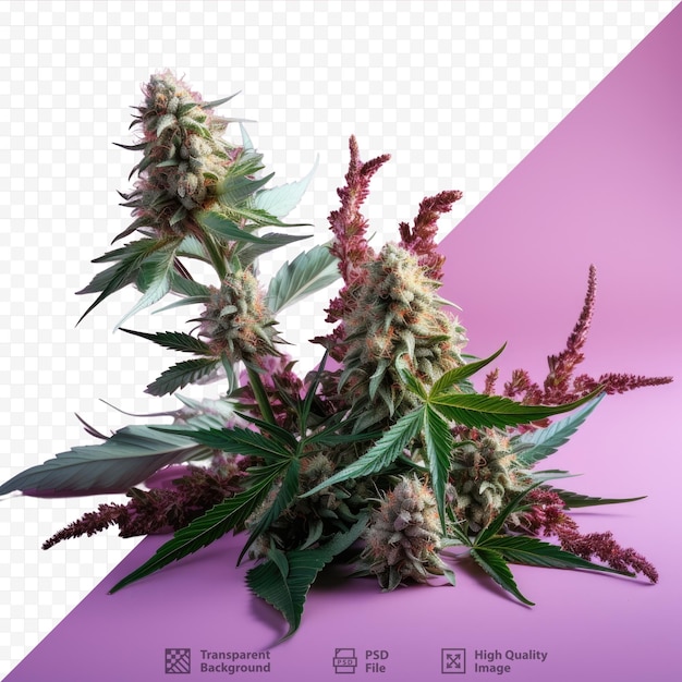 Elaborazione di olio di cbd e thc da fiori maturi di cannabis biologico, hash e skunk a base di erbe