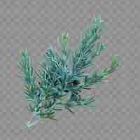 PSD prostrate juniper leaf with scale like leaf shape and blue g isolated clipart leaf png psd art