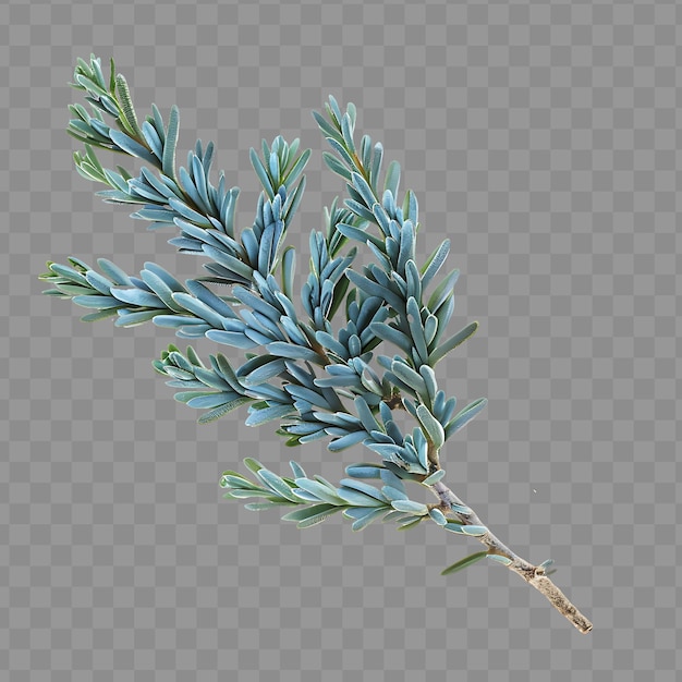 PSD prostrate juniper leaf with scale like leaf shape and blue g isolated clipart leaf png psd art