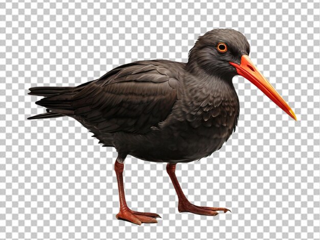 PSD psd di un 3d african black oystercatcher