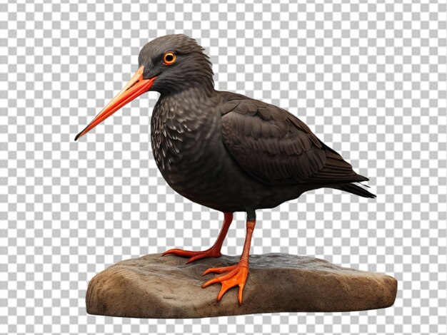 PSD psd di un 3d african black oystercatcher