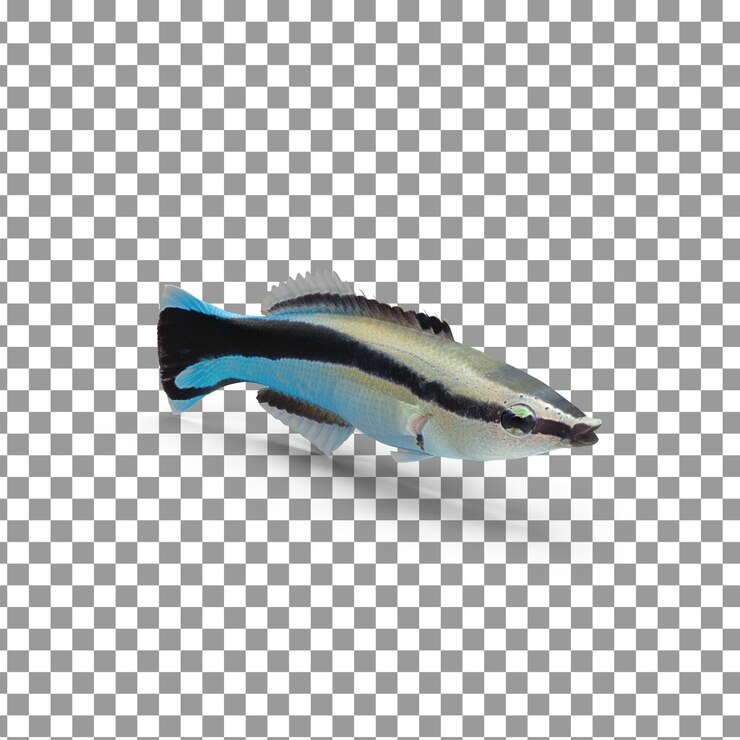 PSD 고립 된 투명한 배경에 psd 3d fish top