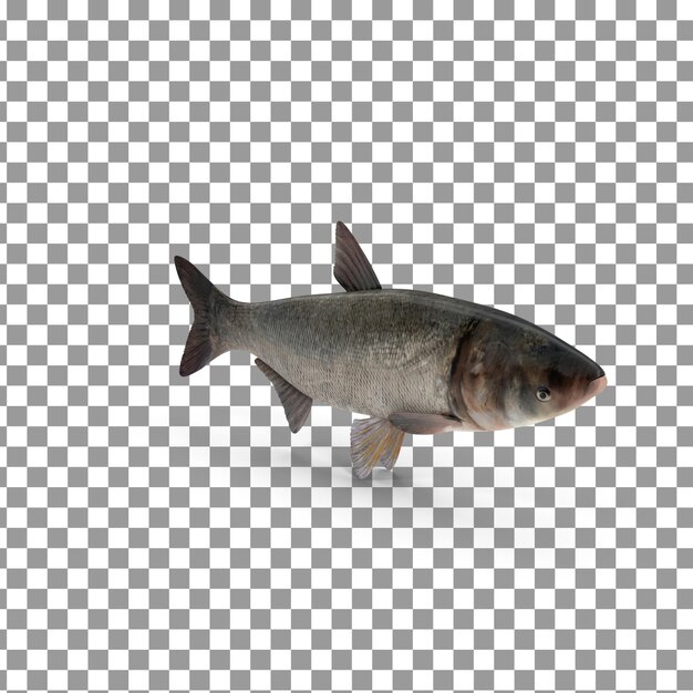 PSD psd 3d fish top op een geïsoleerde en transparante achtergrond