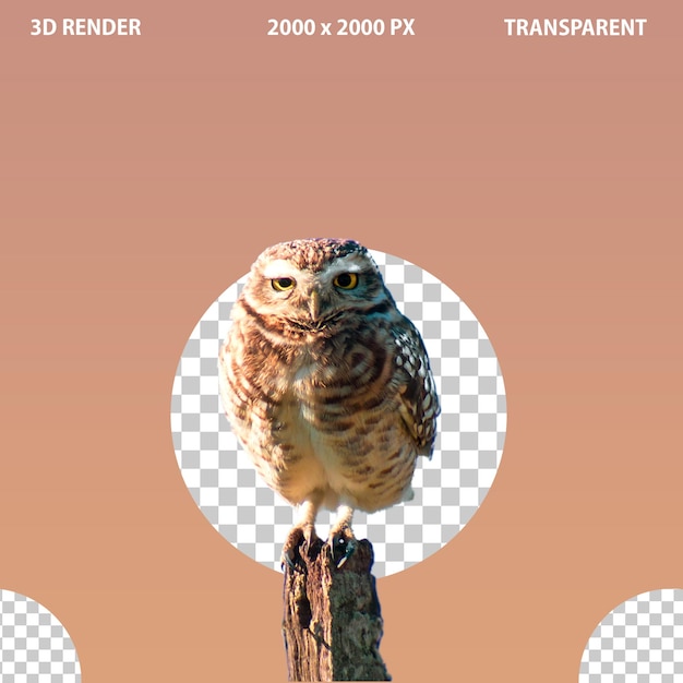 PSD 3d flying owl bird and setting on tree owl png