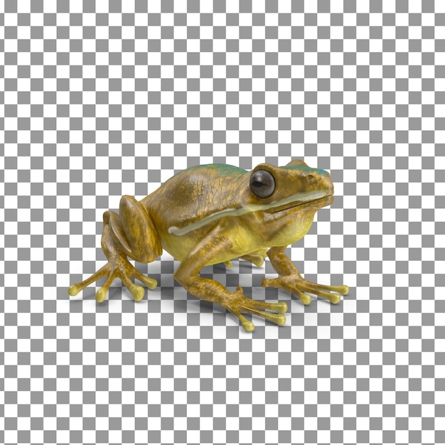 PSD psd 3d frog top on isolated and transparent background