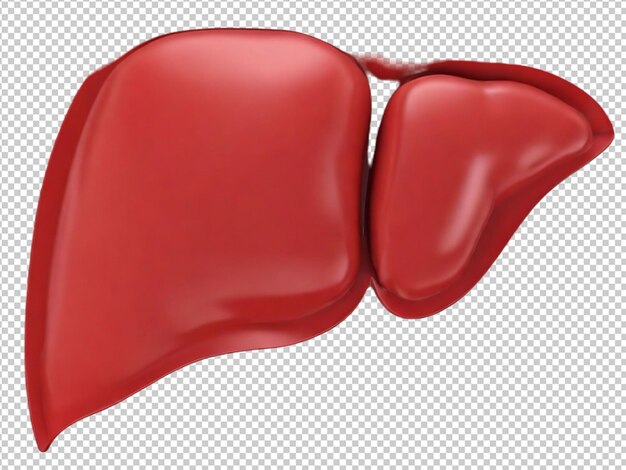 Psd of a 3d human liver on transparent background