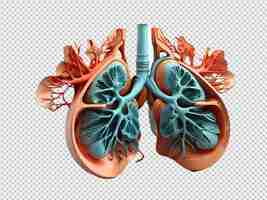 PSD psd of a 3d lungs