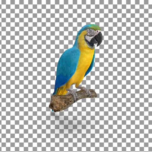 PSD psd 3d macaw top na izolowanym i przezroczystym tle