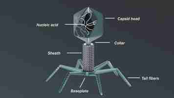 PSD psd 3d ha reso l'illustrazione della struttura del batteriofago