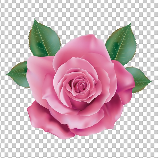 PSD psd 3d roze roos geïsoleerd op doorzichtige achtergrond