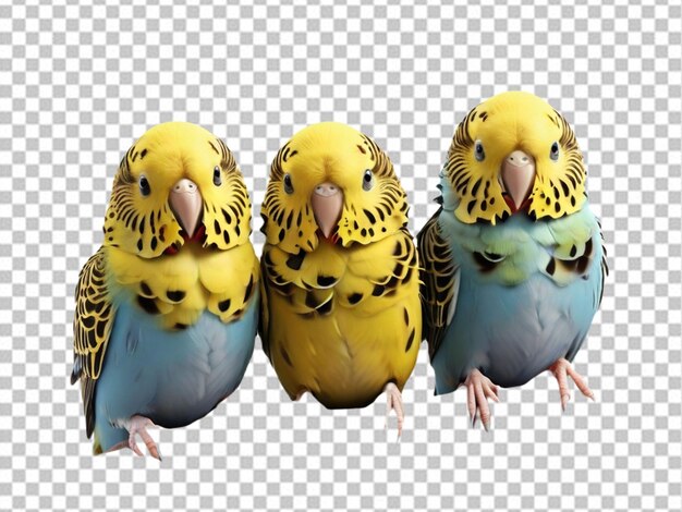 PSD psd di un 3d tre budgies sono nel cucciolo